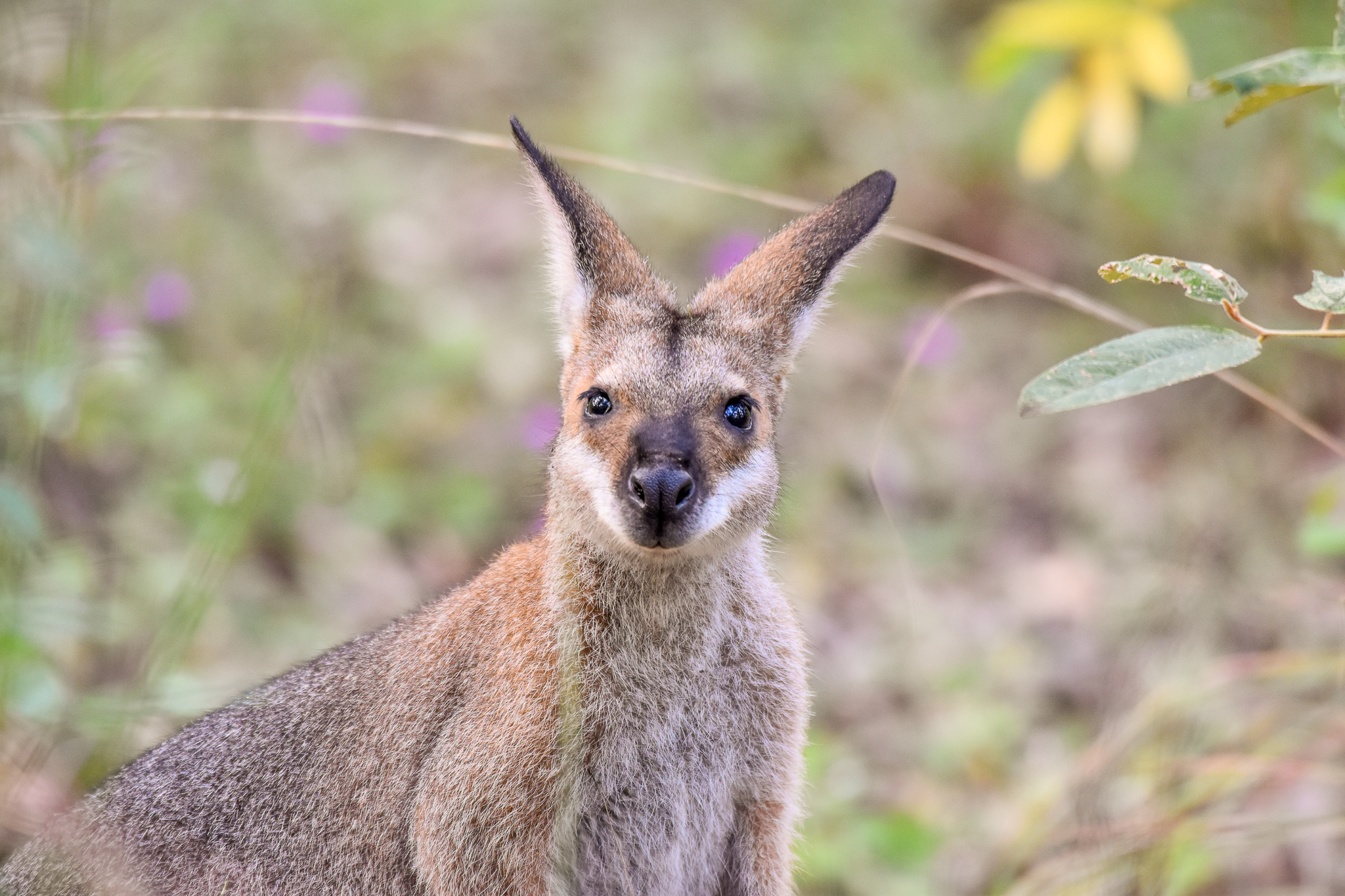 Red-necked Wallaby