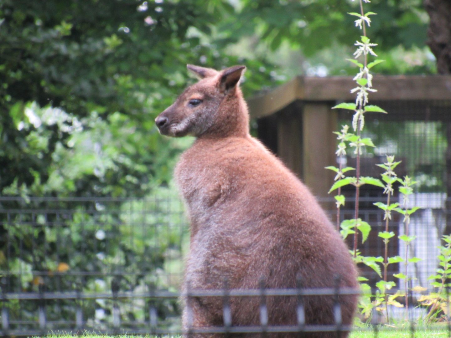Red-necked wallaby