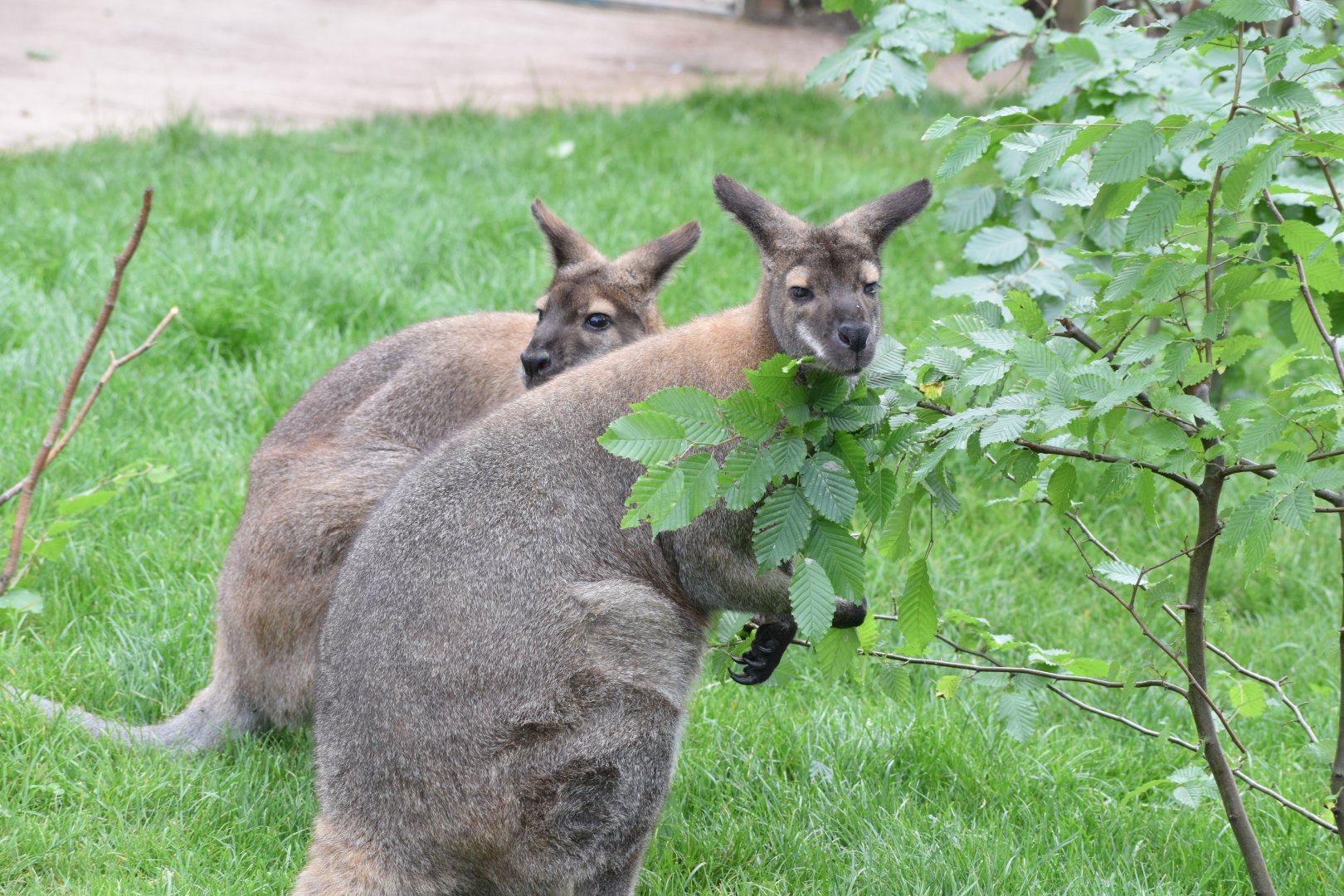 Red-necked wallaby
