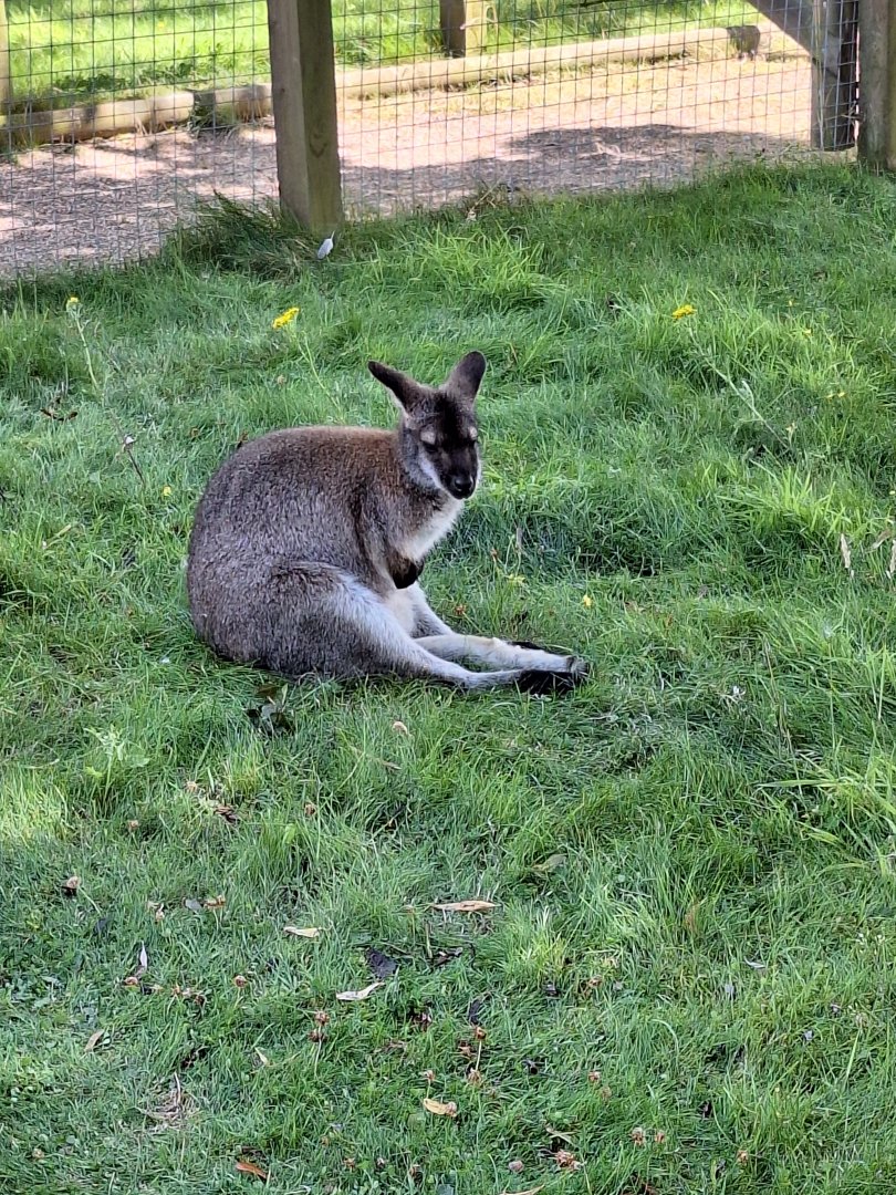 Red-necked Wallaby