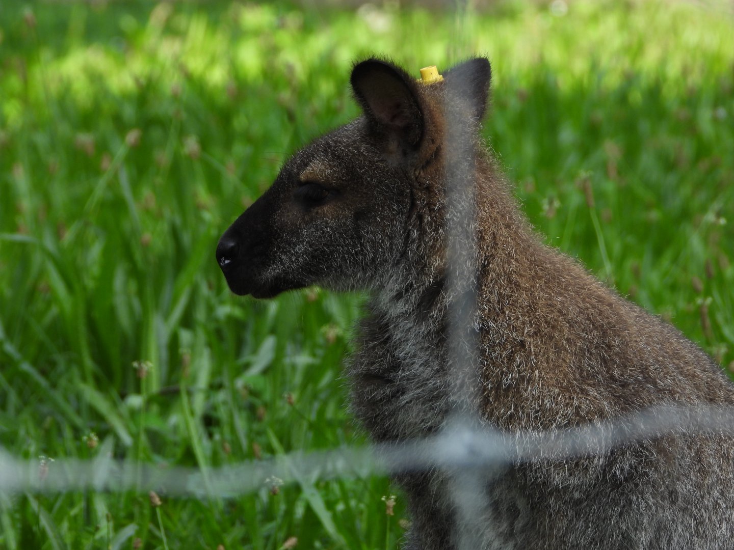 Red-necked wallaby