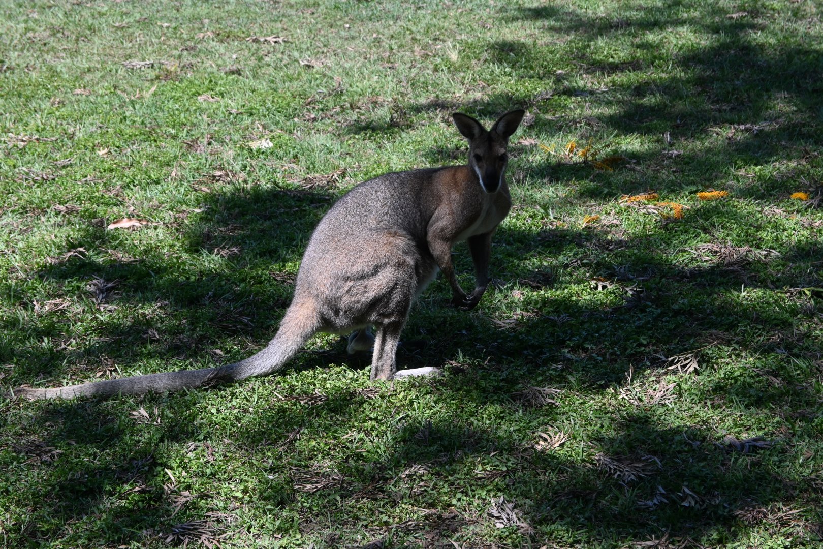 Red-necked Wallaby