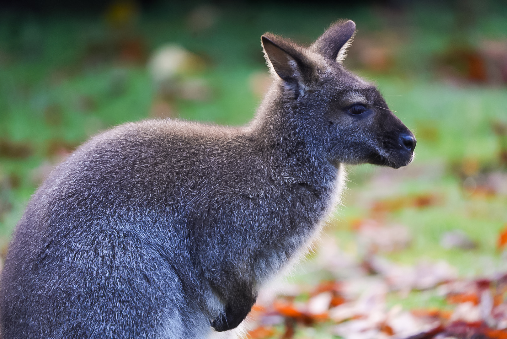 Red-necked Wallaby