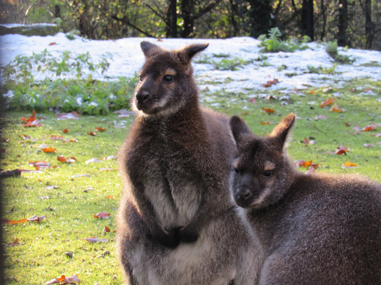 Red-necked wallaby