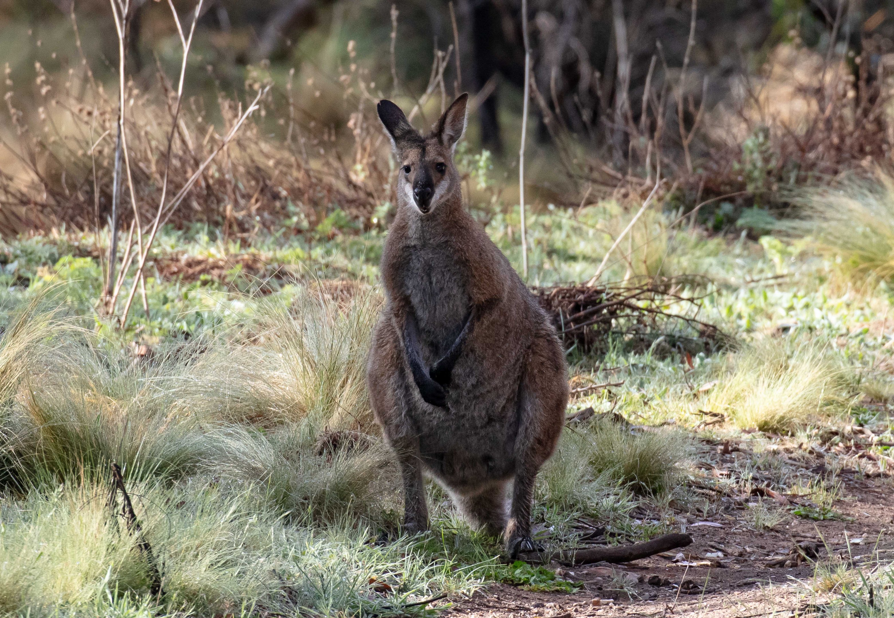 Red-necked Wallaby