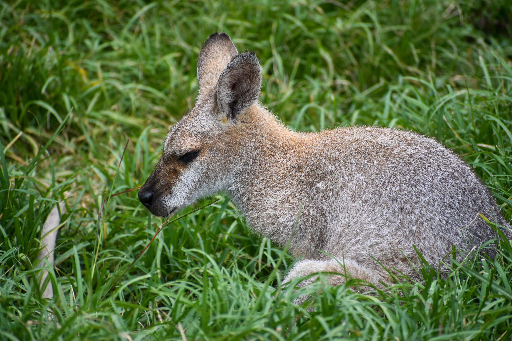 Red-necked Wallaby