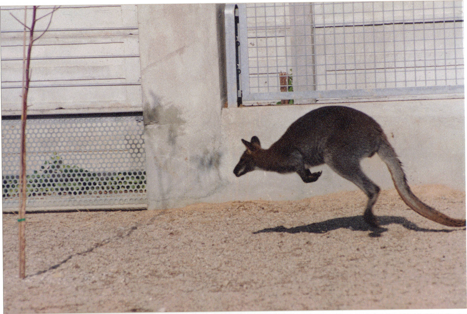red-necked wallaby