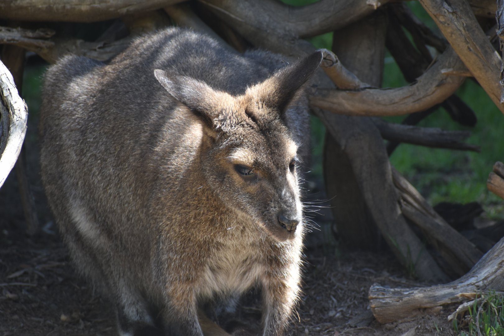 Red-necked Wallaby