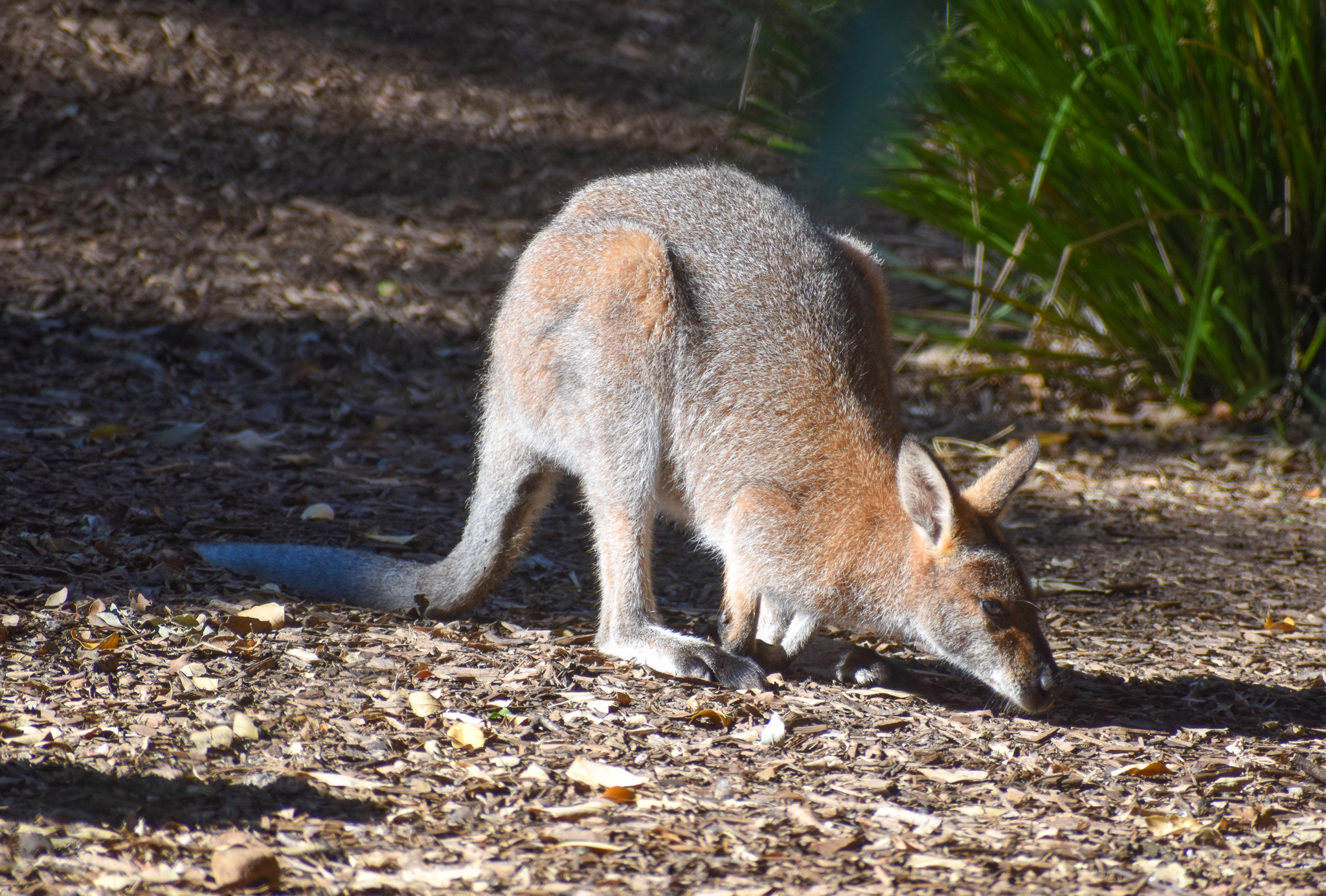 Red-necked Wallaby