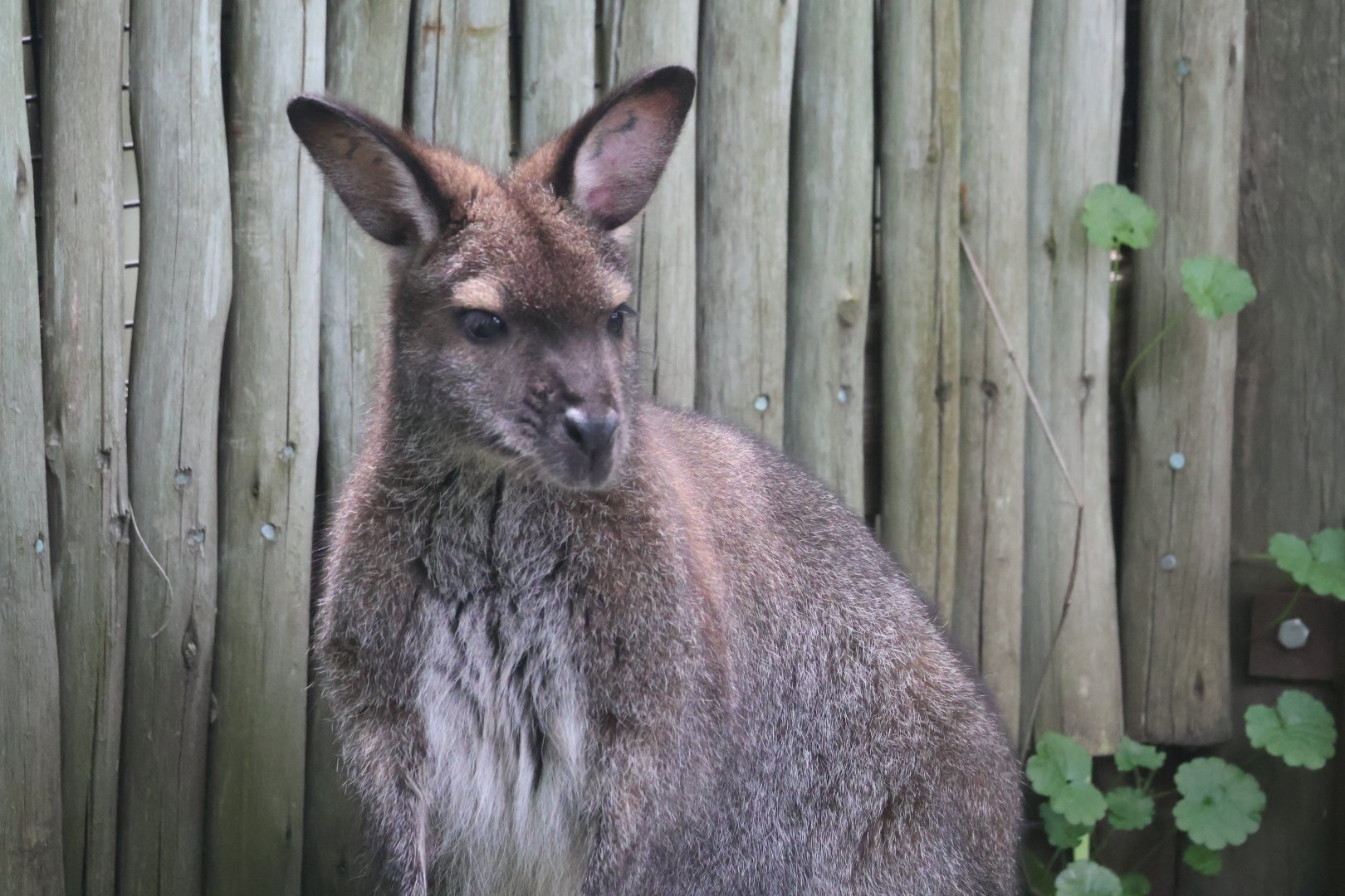 Red necked wallaby