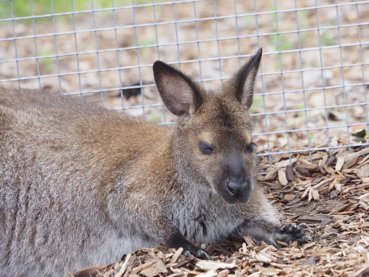 Red-Necked Wallaby