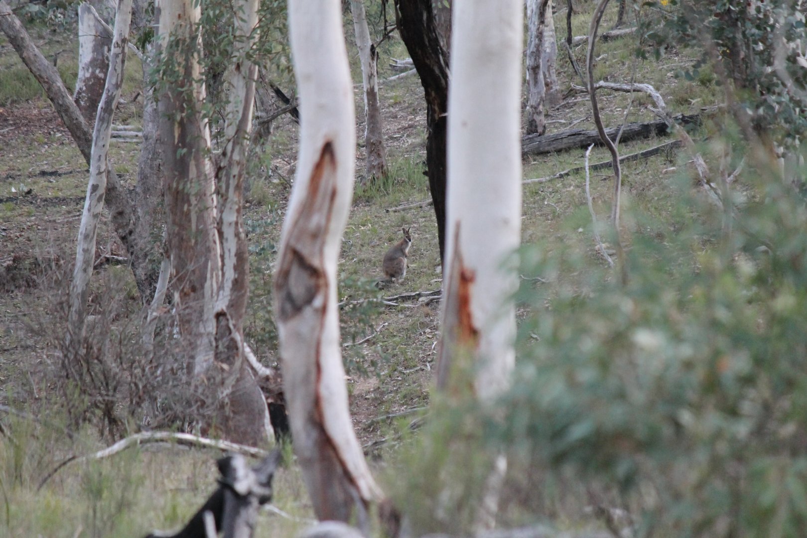 Red-necked Wallaby