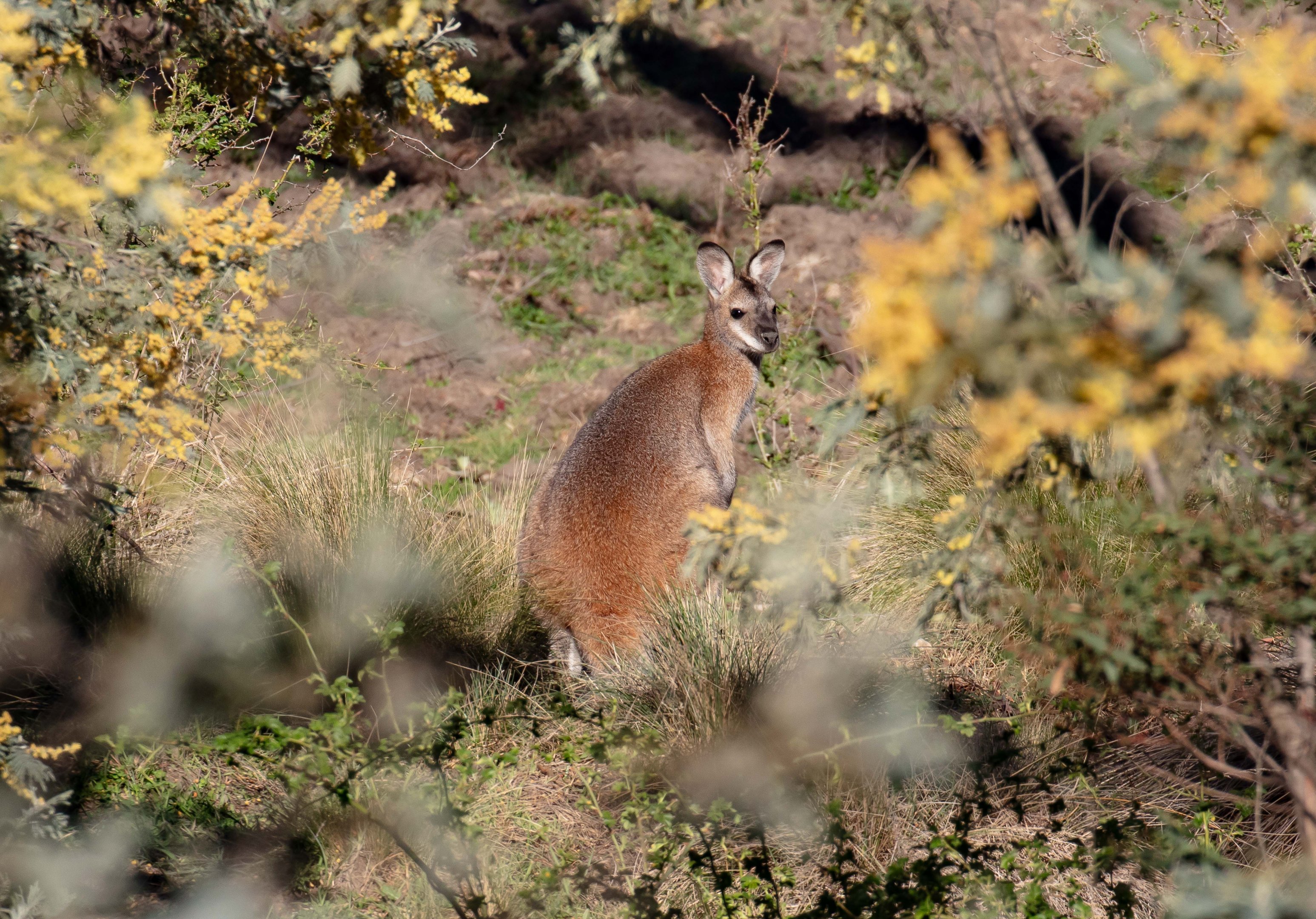 Red-necked Wallaby