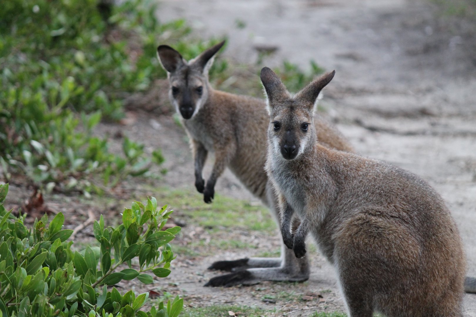 Red-necked Wallaby