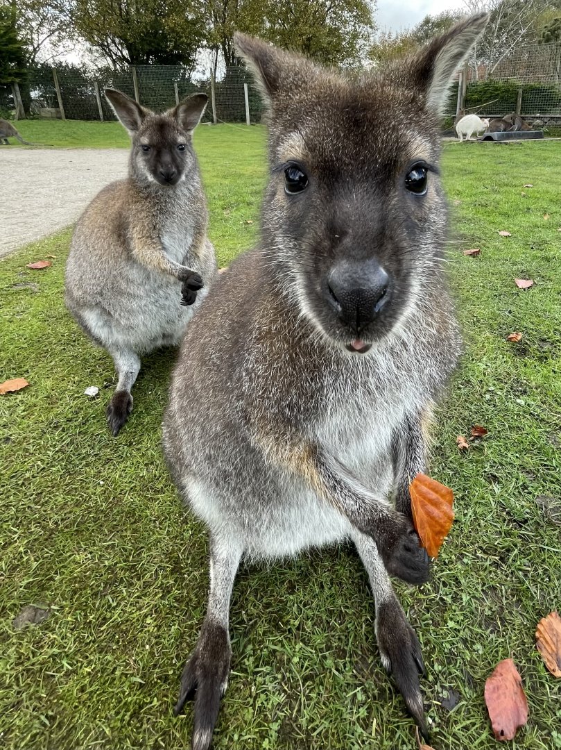 Red-Necked Wallaby’s