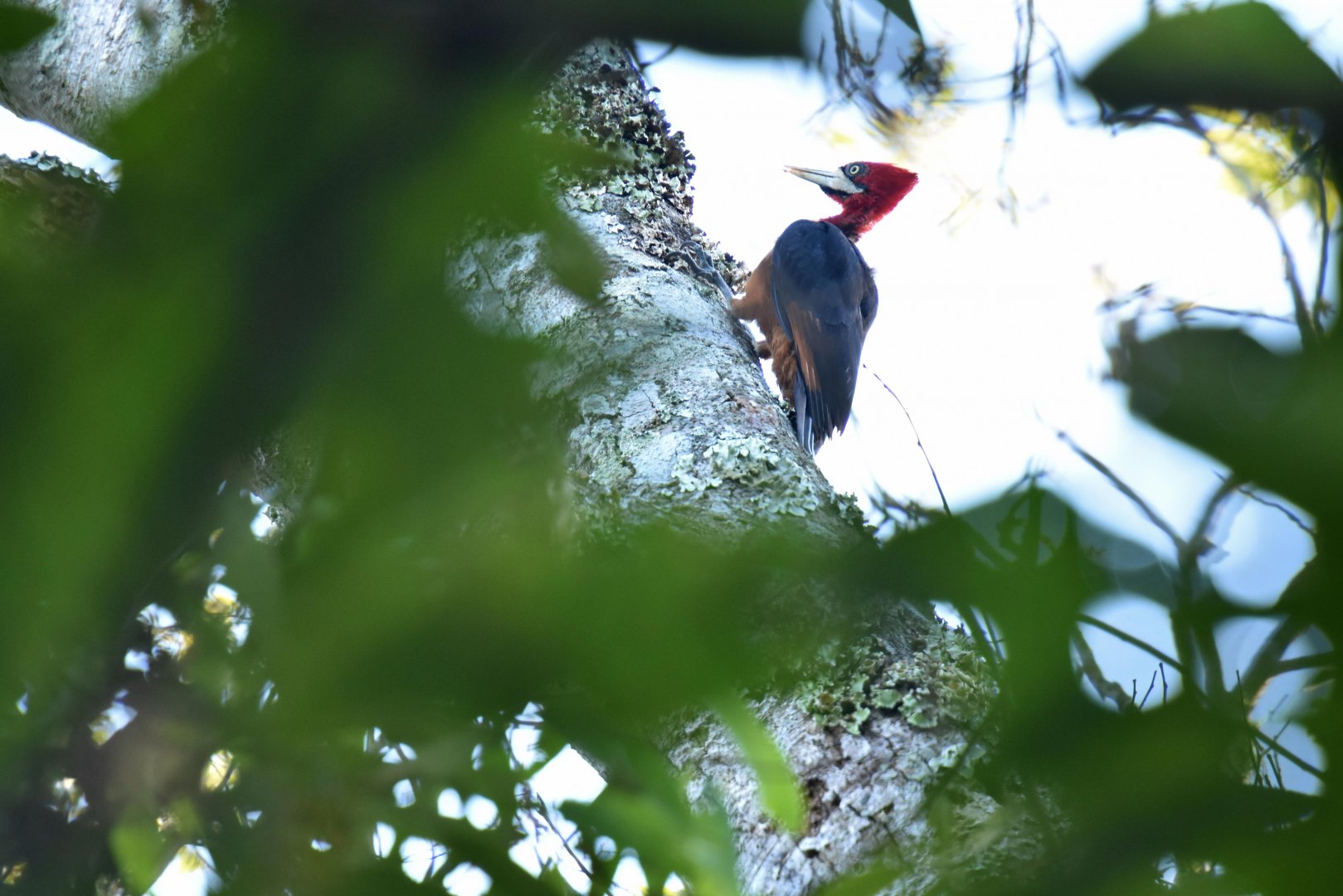 Red-necked Woodpecker (Campephilus rubricollis)