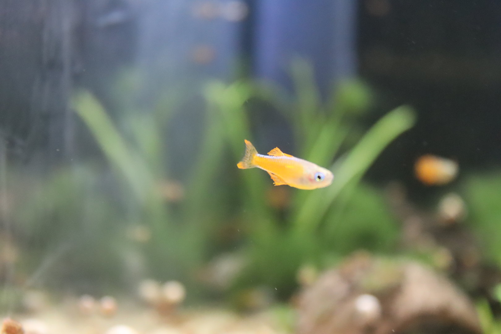 Red Neon Blue-Eye (Pseudomugil luminatus)