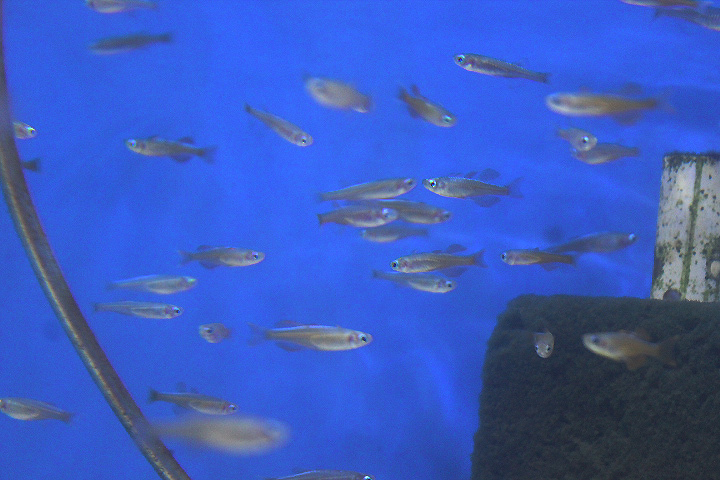 Red neon blue-eye (Pseudomugil luminatus)