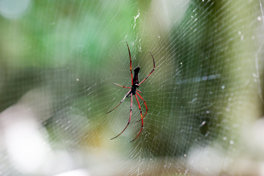 Red Nephila