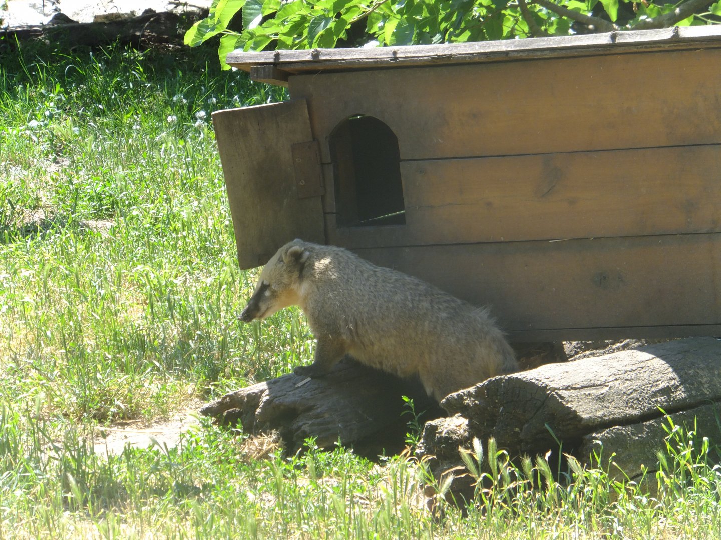 Red-nosed coati