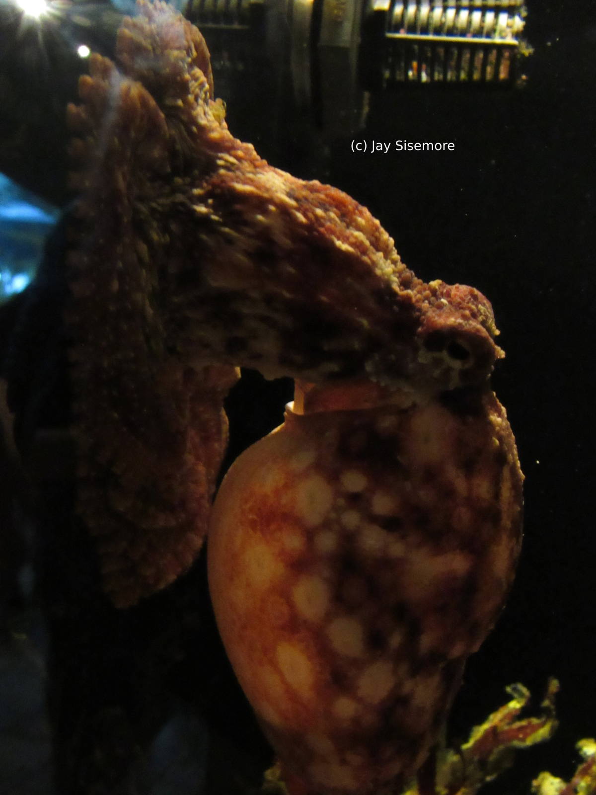 Red Octopus