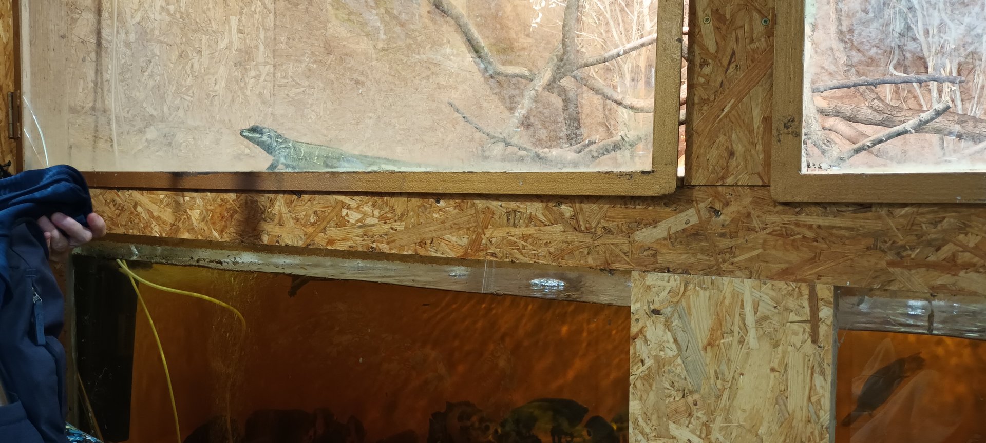 Red Oscar, Pangasius, Giant Asian Pond Turtle and Sailfin Lizard Habitat