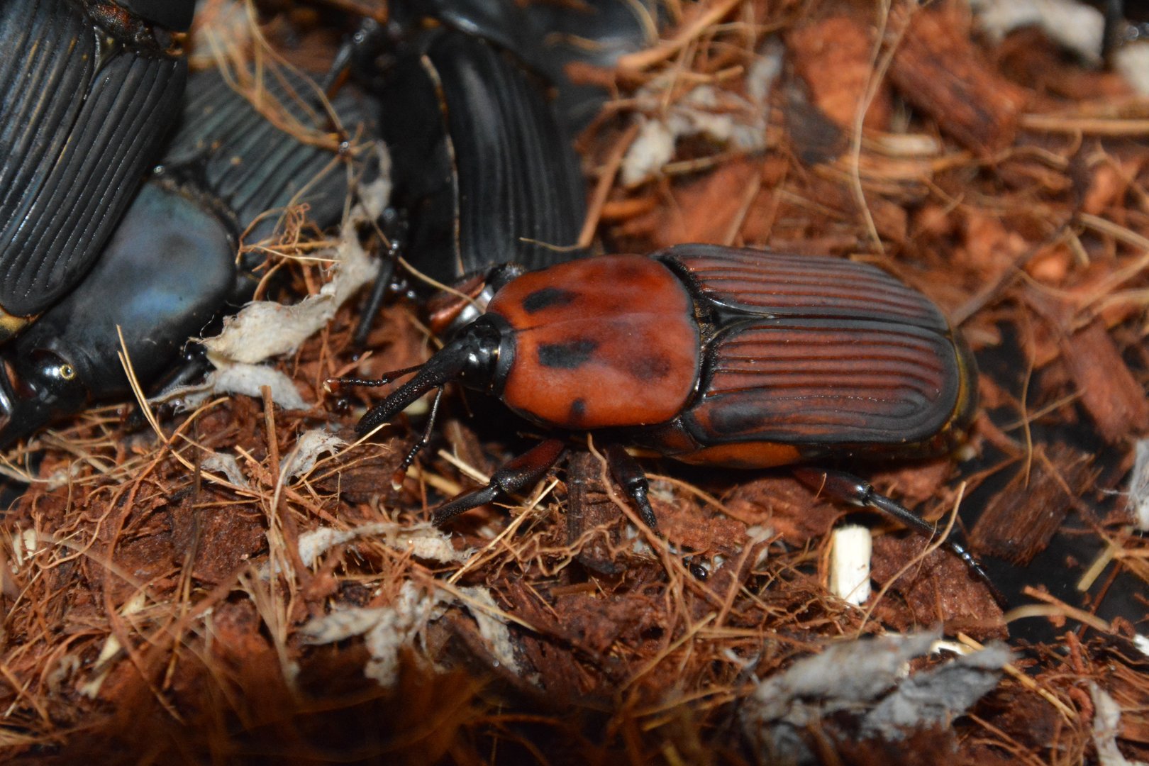 Red palm weevil (Rhynchophorus ferrugineus)