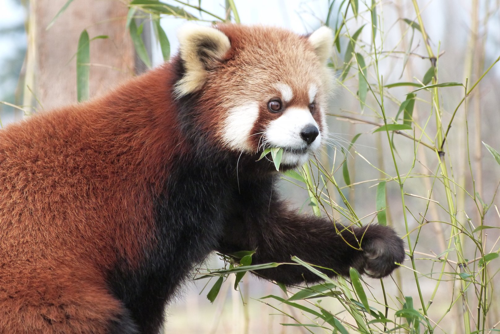 Red Panda - 01/15/2022