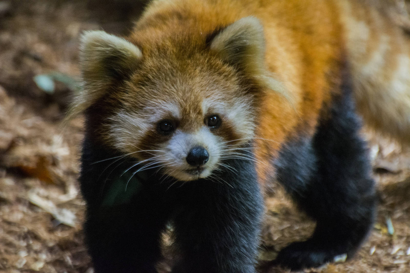Red Panda 02
