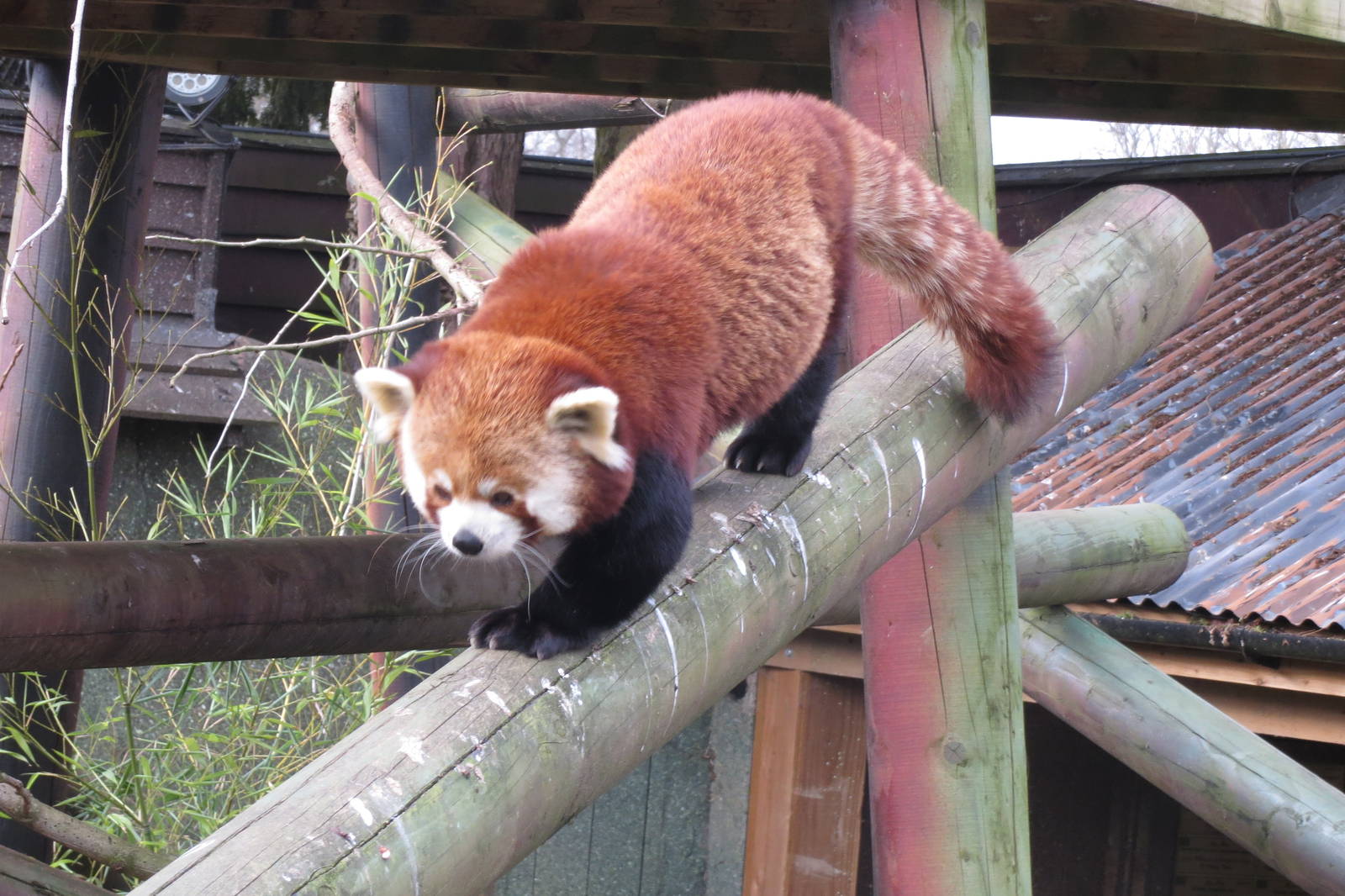 red panda 020313