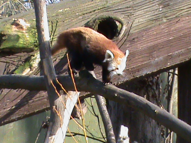 red panda 03/10