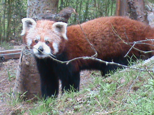 red panda 060211