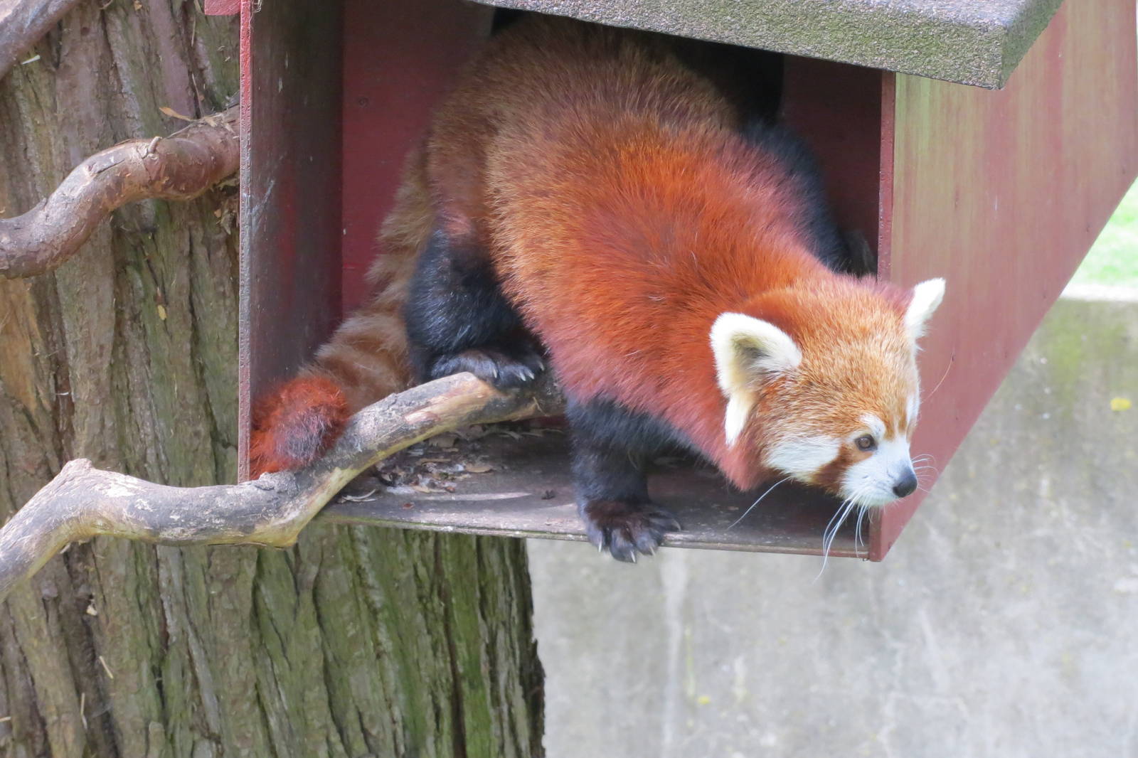 Red Panda 060515