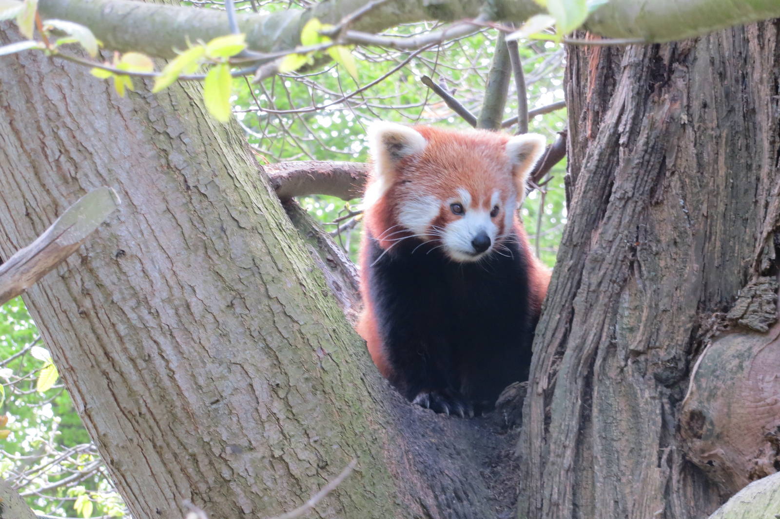 Red Panda 060515