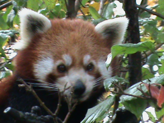 Red panda 061110