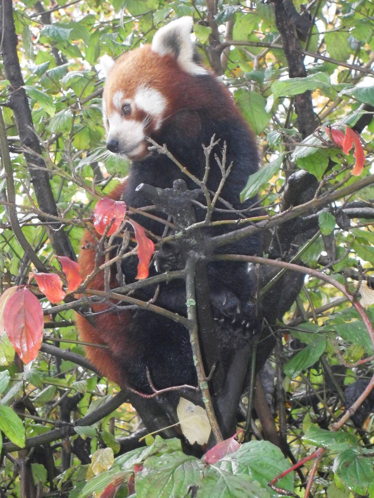 Red panda 061110