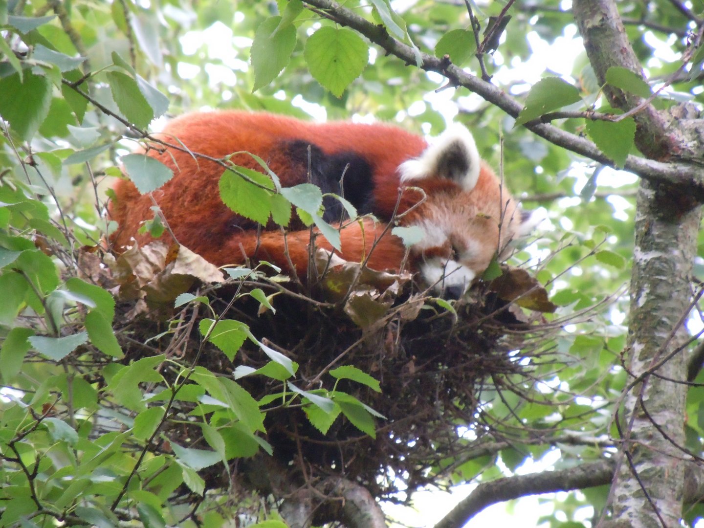 Red panda 070920