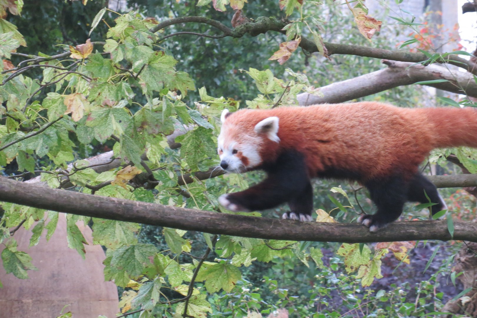 Red panda 071019
