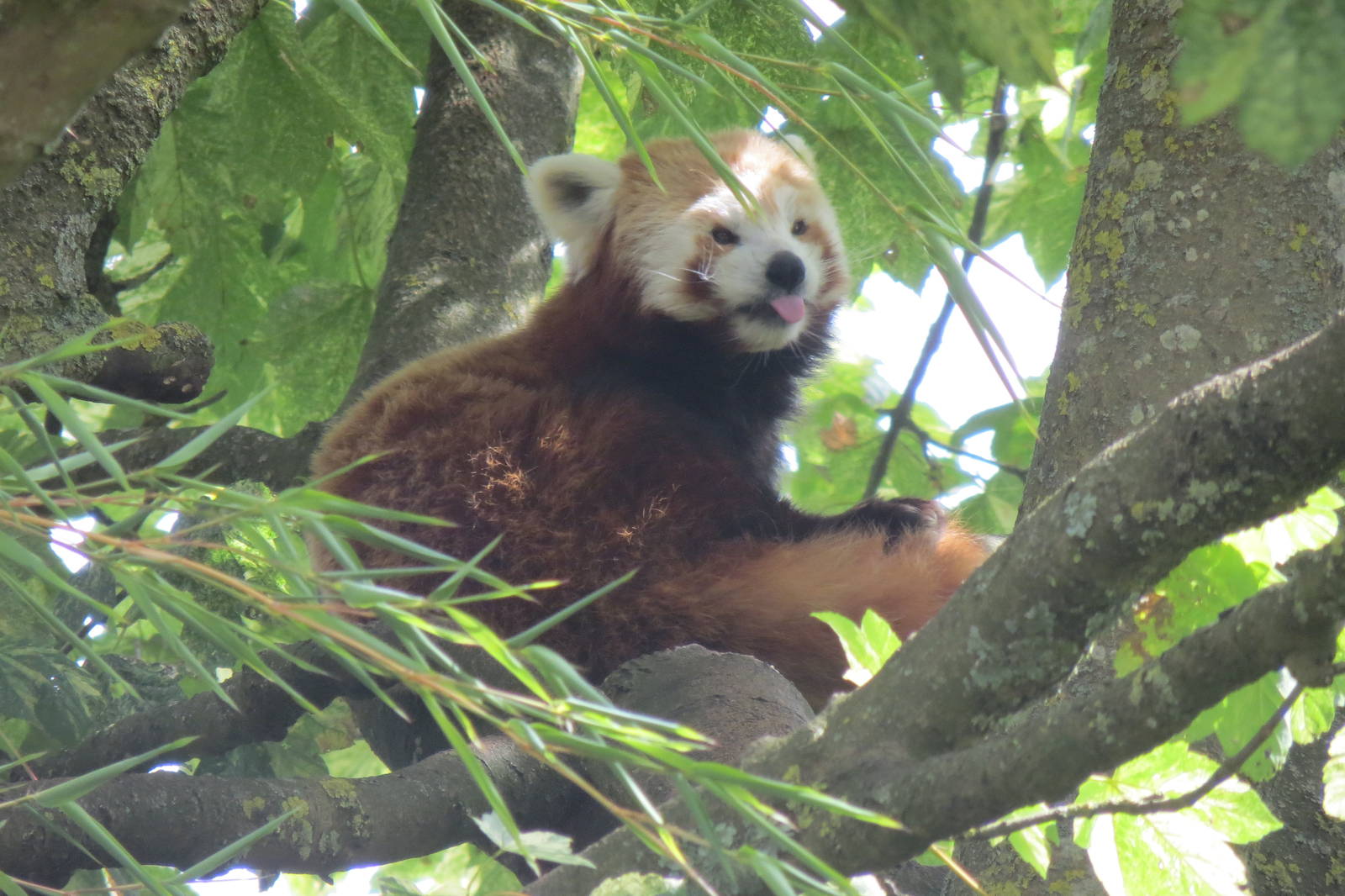 Red Panda 08/14