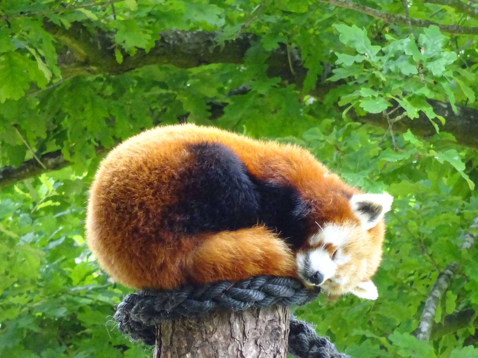 Red Panda 090716