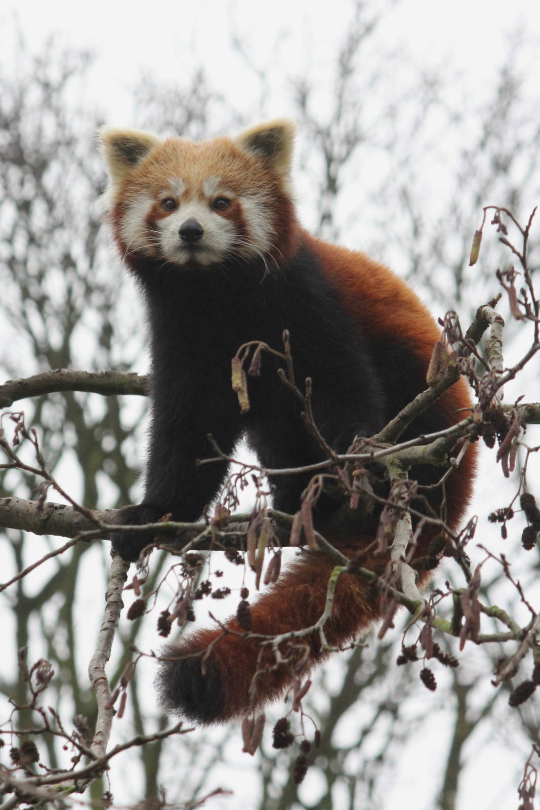 Red Panda 1-1-15