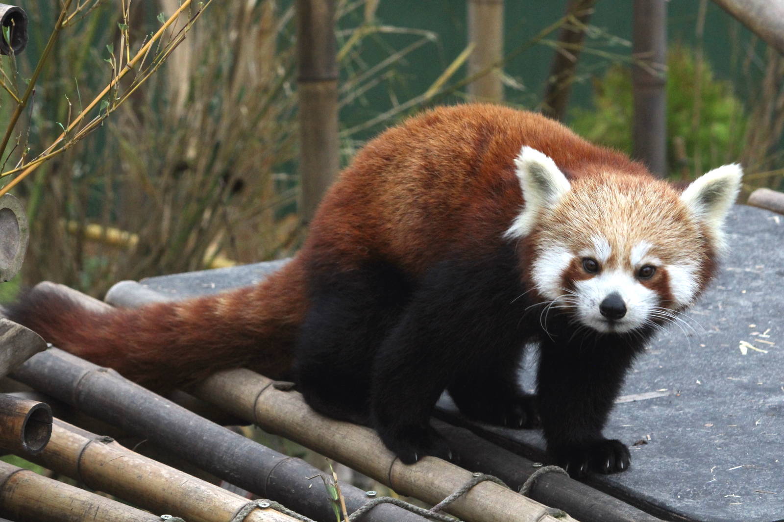 Red Panda 1-1-15