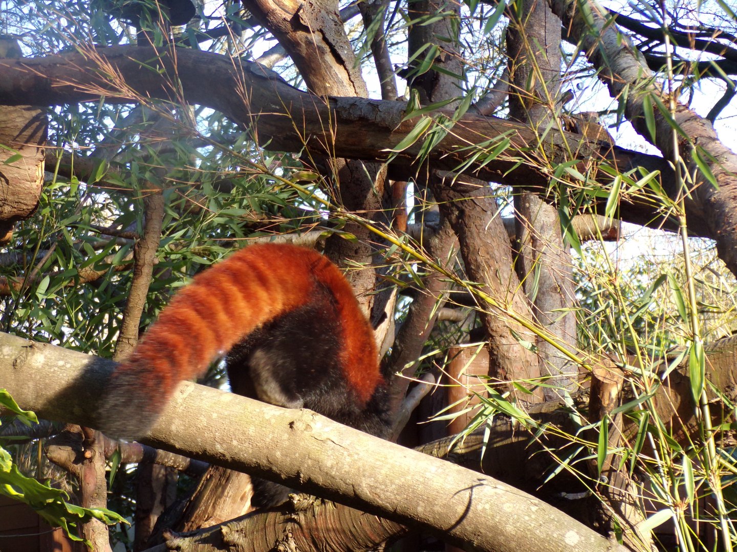 Red panda 1.1.24