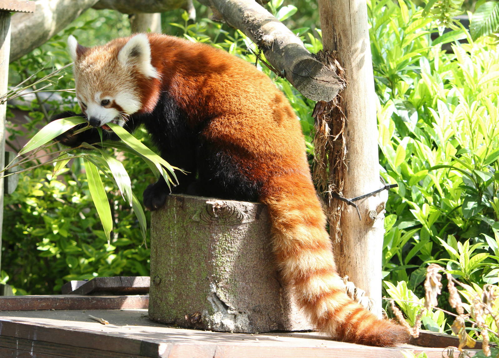 Red Panda 1-6-14