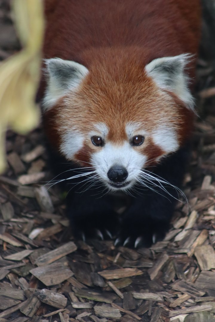 Red panda - 1 July 2021