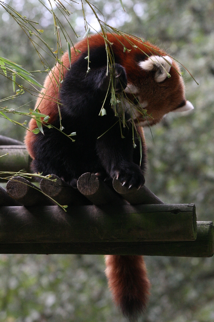 Red Panda #1