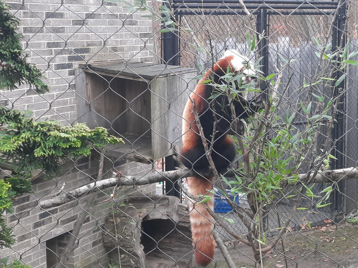 Red Panda 1