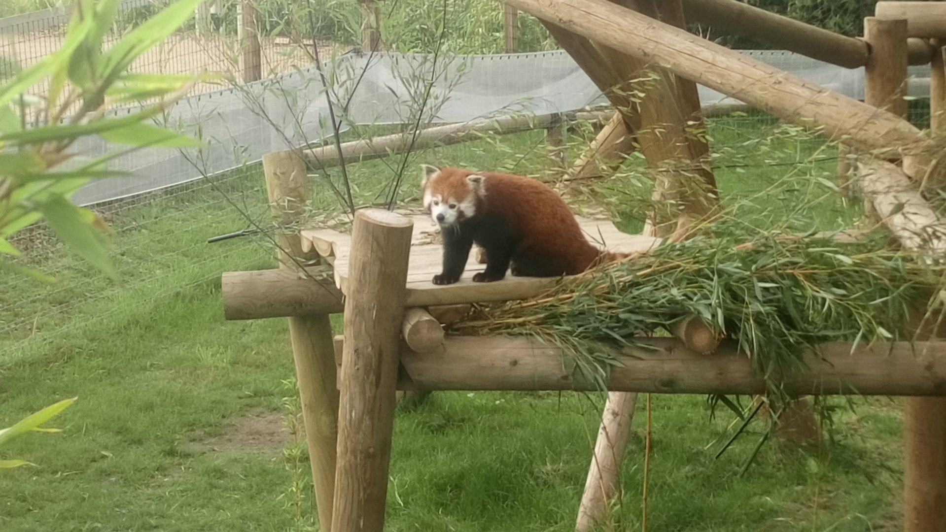 Red Panda 10/7/21