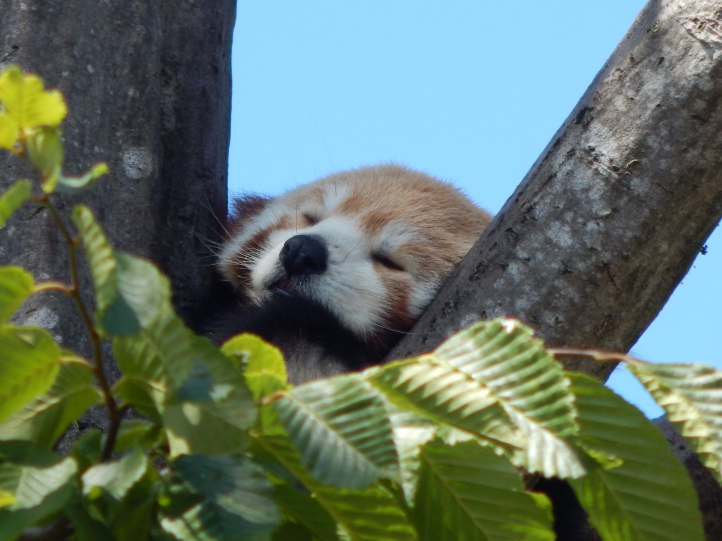 Red panda 100722