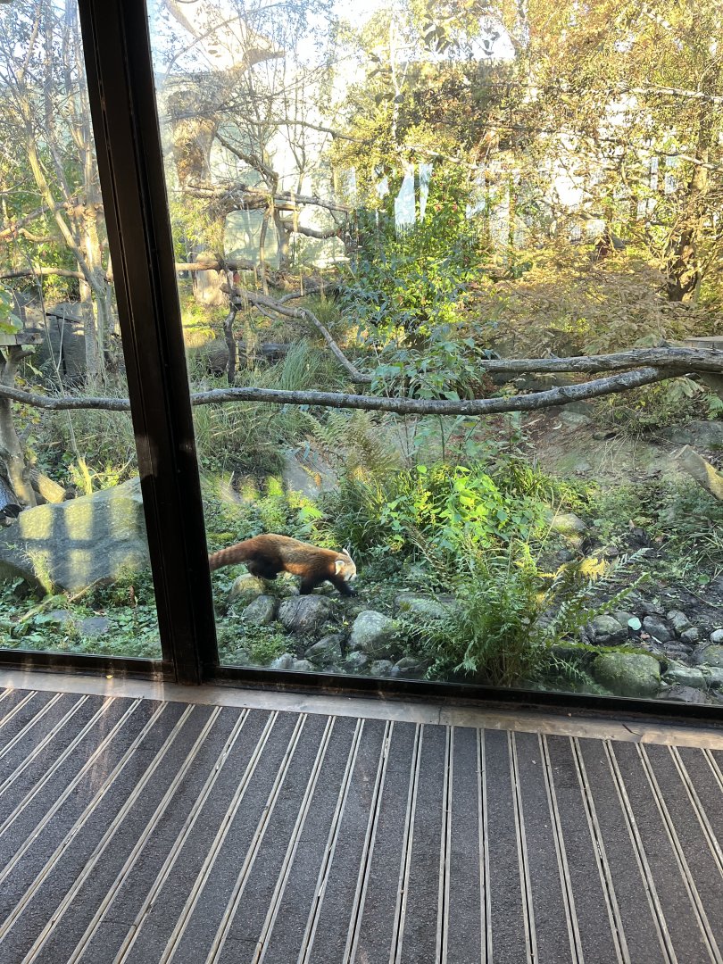 Red panda 11.11.23